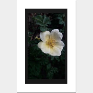 Flower Blossom Photograph Posters and Art